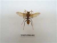 藏品(黑紋長腳蜂)的圖片